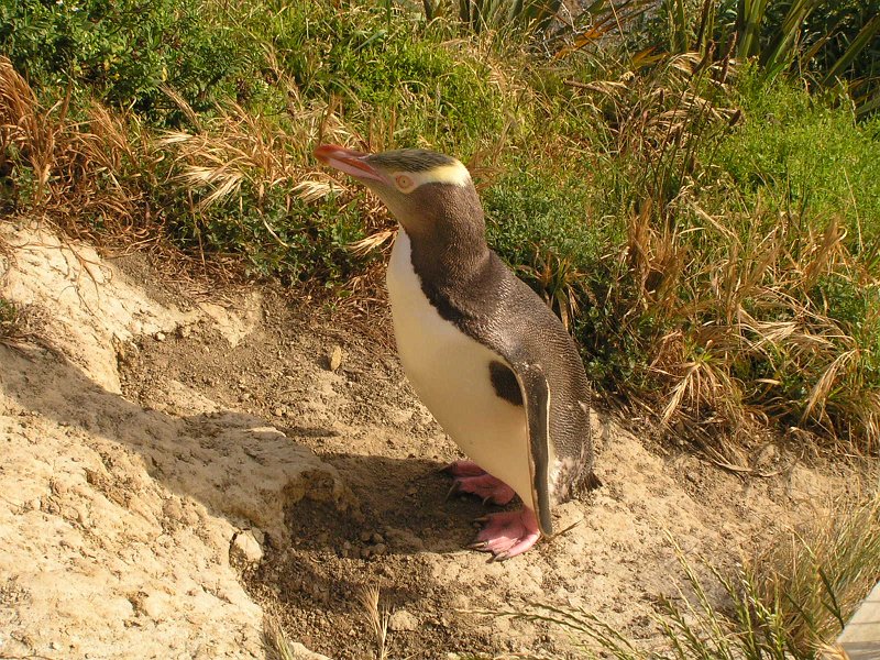 34 (92) Yellow-eyed penguin.JPG